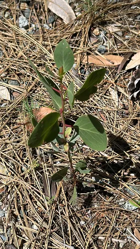 Indian Manzanita — photo by May Flores