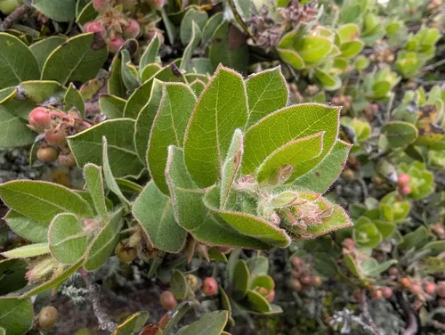 Montara Manzanita — photo by Matthew Webb
