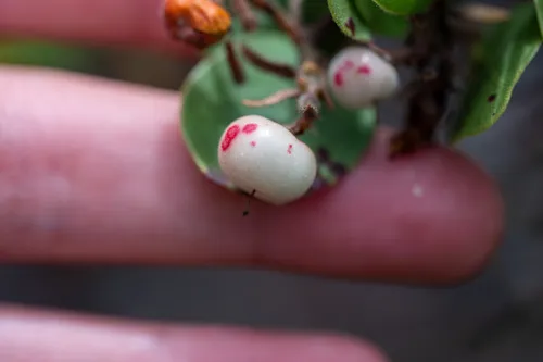 Monterey Manzanita — photo by Joe Miller