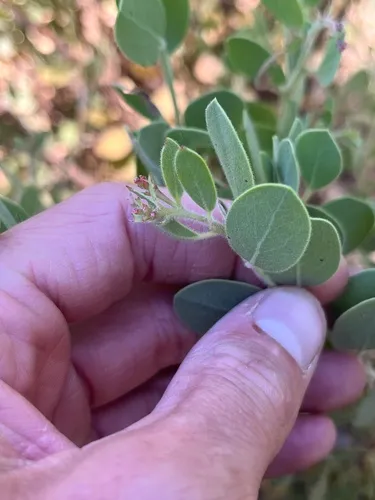 Nissenan Manzanita — photo by Dean Lyons