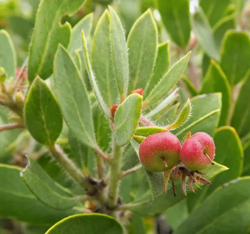 Del Norte Manzanita