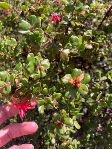 Glossyleaf Manzanita — photo by dorian