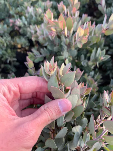 Serpentine Manzanita — photo by Isaiah Woodard