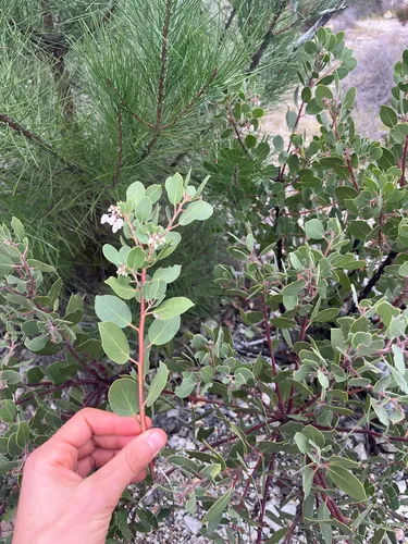 Ohlone Manzanita — photo by moss