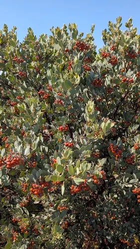 Otay Manzanita — photo by Vince Scheidt