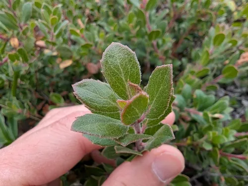Pacific Manzanita — photo by Matthew Webb