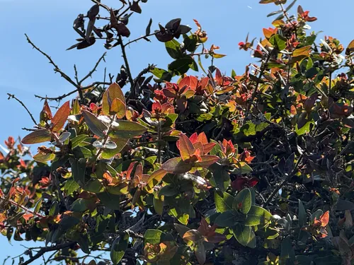 Pajaro Manzanita — photo by Mary Conway