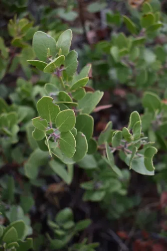 Parry Manzanita (subsp. deserticum) — photo by bryn_potter