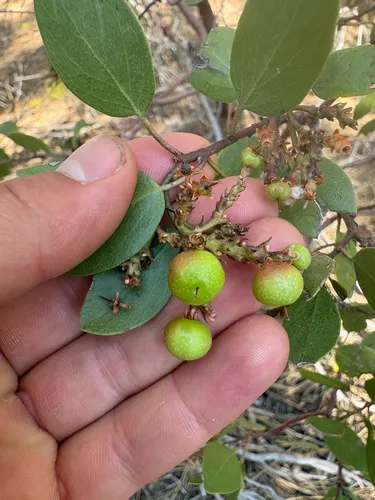 Greenleaf Manzanita — photo by emmapatricejohnson