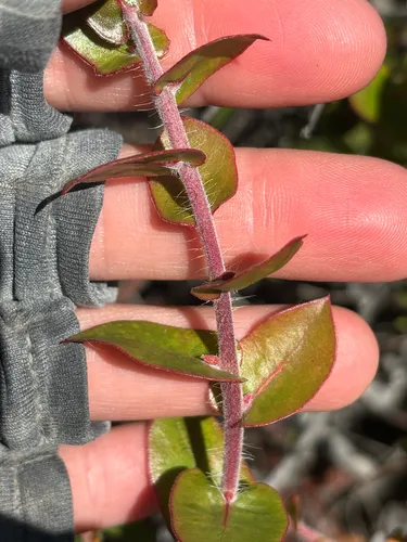 Pecho Manzanita — photo by laurafalk