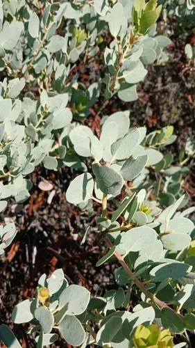 Peninsular Manzanita — photo by montano_jd