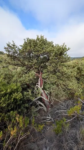 La Panza Manzanita — photo by tkgoggin