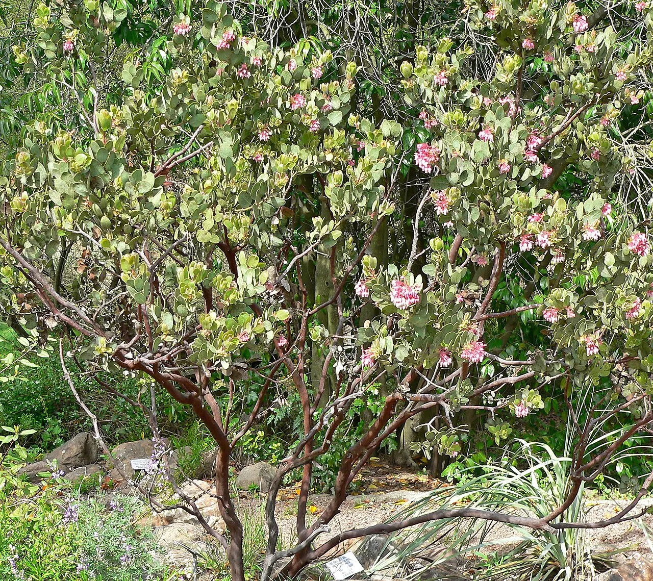 Pinkbracted Manzanita (subsp. drupacea) — photo by Wikimedia Commons