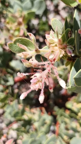 Pringle Manzanita