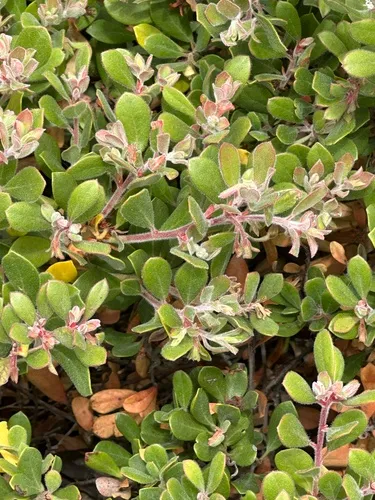 Sandmat Manzanita — photo by Eric Alan Isaacson