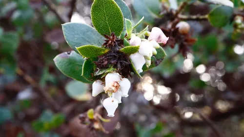 La Purissima Manzanita — photo by bryceking