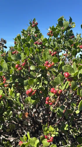 Shagbark Manzanita — photo by lisa-sm