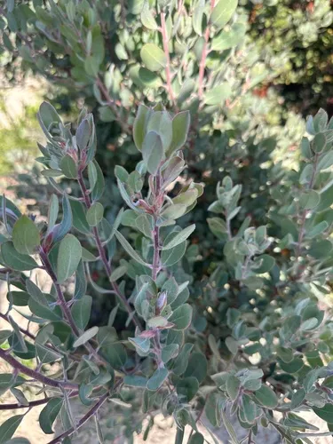Bonny Doon Manzanita