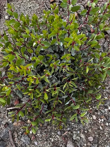 Stanford's Manzanita — photo by Sarah Reid
