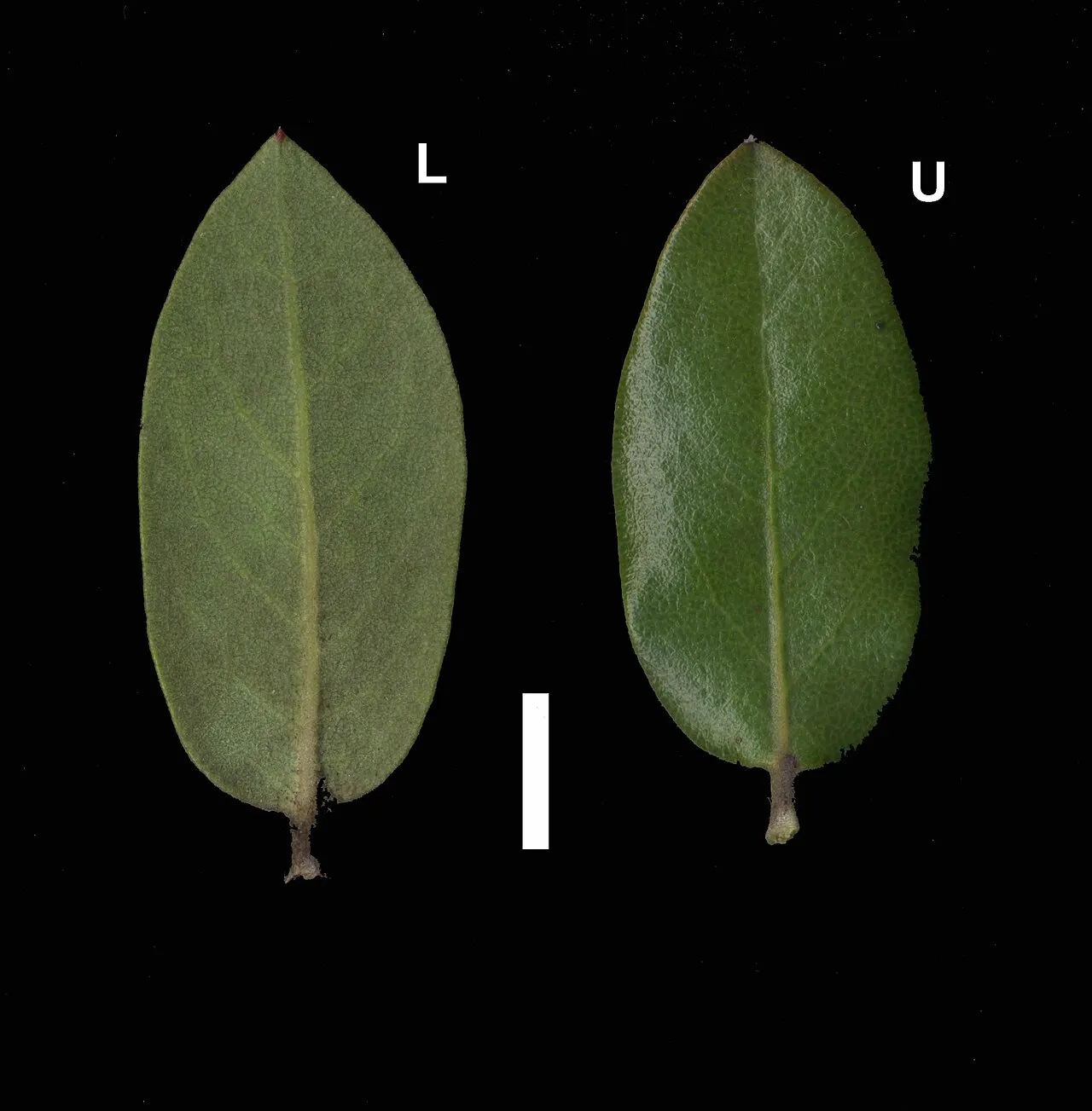 Woollyleaf Manzanita (subsp. bracteosa) — photo by Dean Wm. Taylor