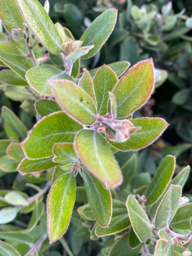 Woollyleaf Manzanita — photo by romarjared211
