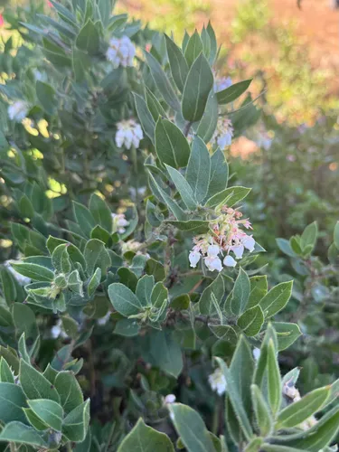 Bolinas Manzanita
