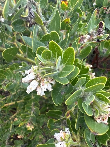 Whitehair Manzanita — photo by Aaron Echols