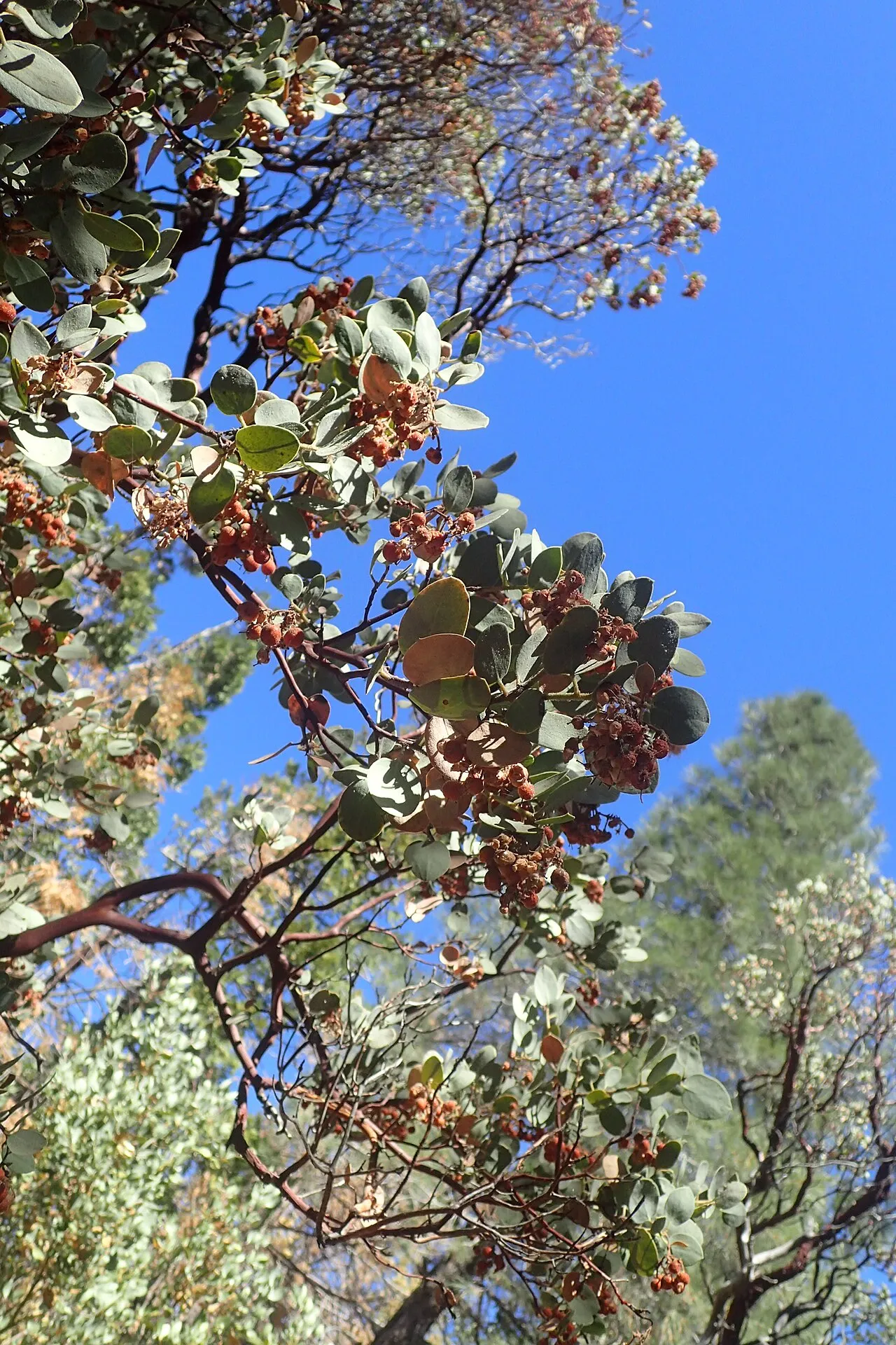 Mariposa Manzanita (subsp. mariposa) — photo by Krzysztof Ziarnek, Kenraiz