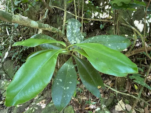 Guadeloupe Marlberry