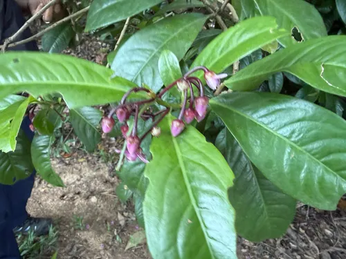 China-shrub