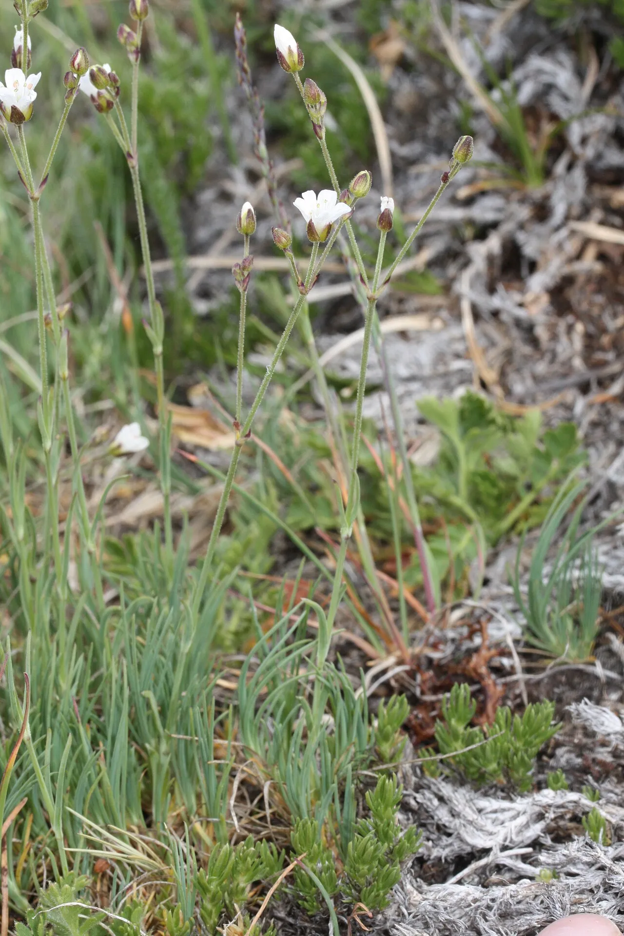Slender Mountain Sandwort — photo by Walter Siegmund (talk)