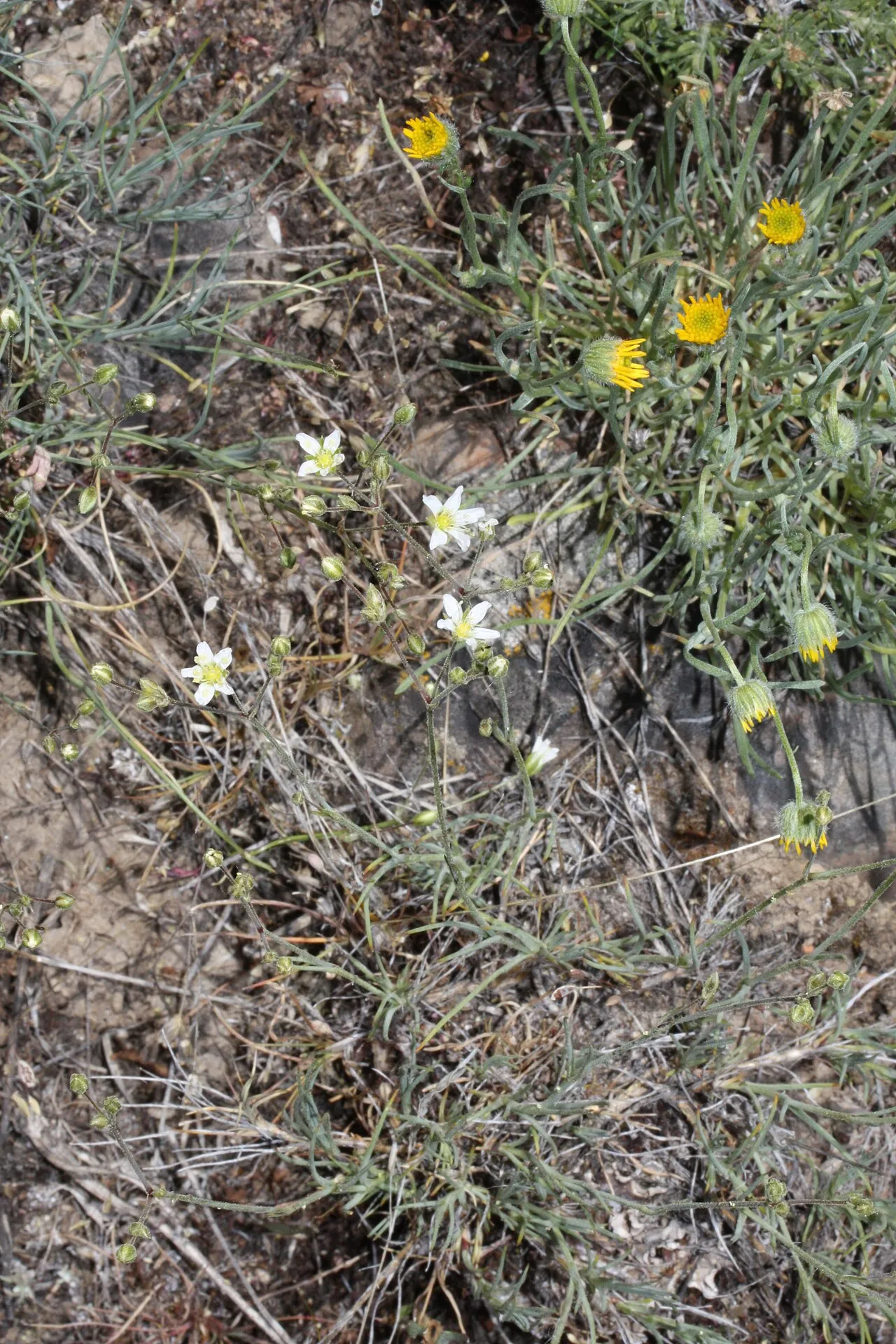 Ballhead Sandwort