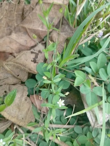 Spreading Sandwort — photo by Esmeralda Agudelo Arenas