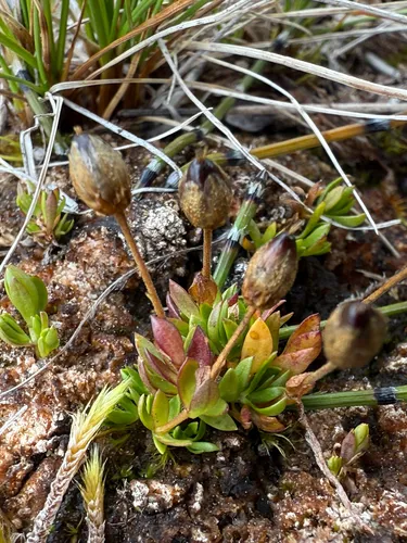Longstem Sandwort — photo by Ryan Durand