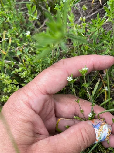Thymeleaf Sandwort — photo by Наталья Пикалова