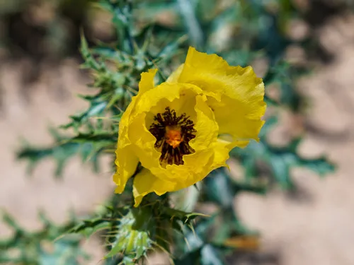 Golden Pricklypoppy