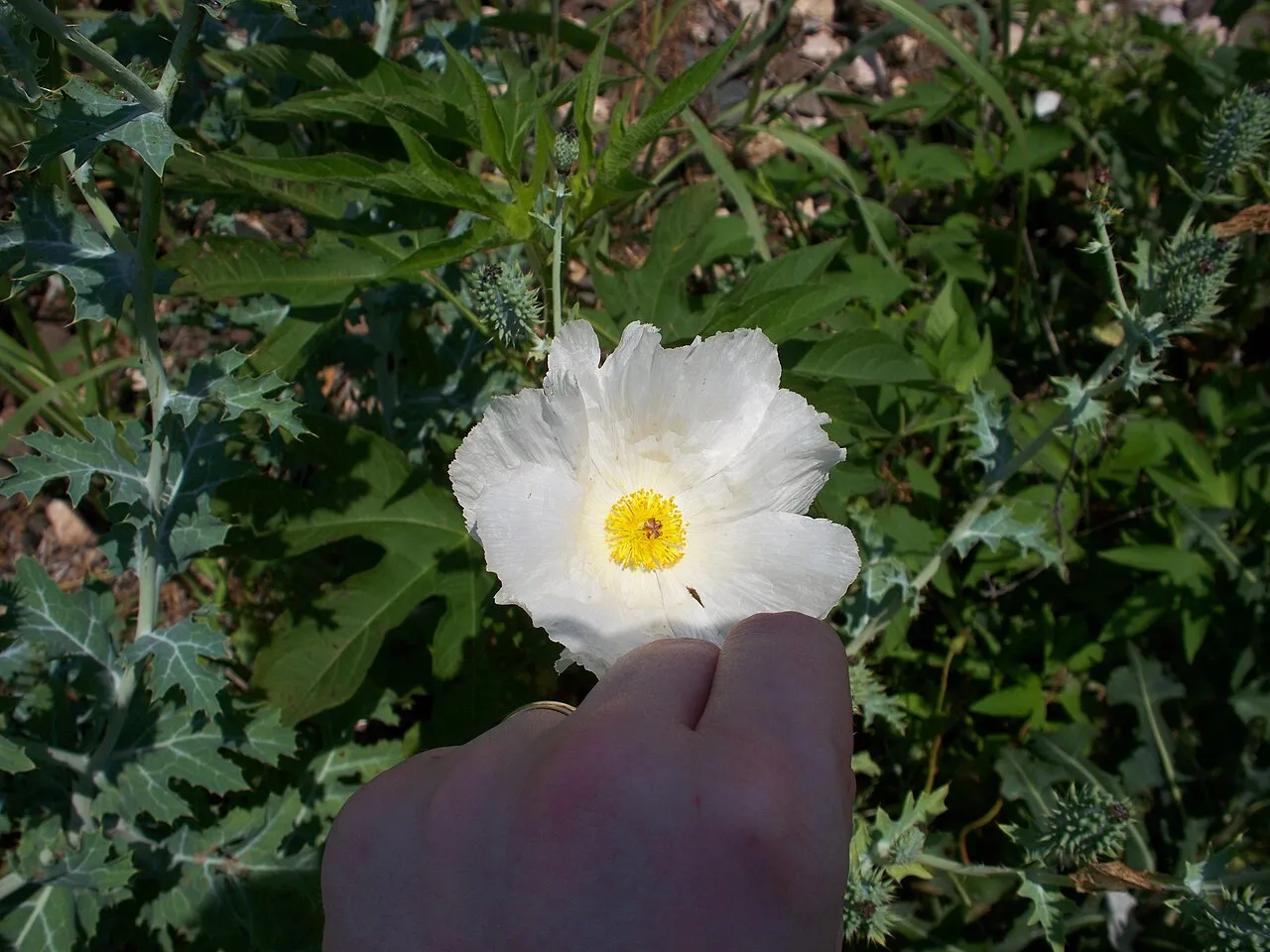 Bluestem Pricklypoppy (subsp. texana) — photo by abbamouse