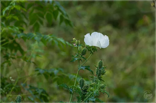 Bluestem Pricklypoppy