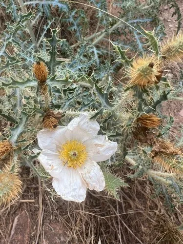 Arizona Pricklypoppy