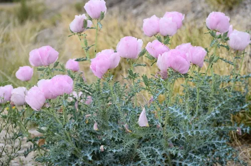 Chisos Mountain Pricklypoppy