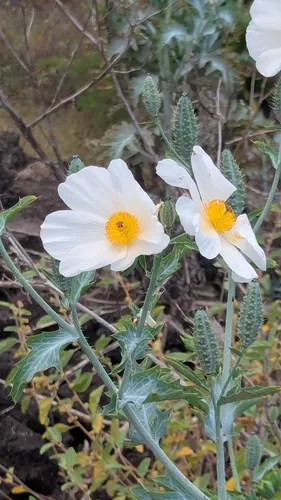 Smooth Pricklypoppy — photo by Adam