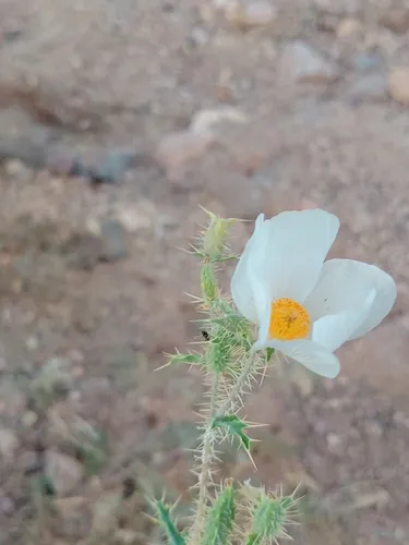 Sonoran Pricklypoppy — photo by Usvaldo GC