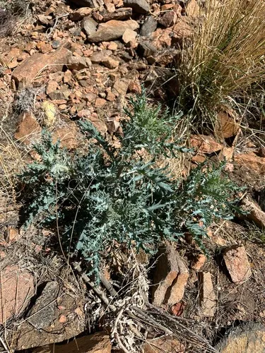 Rough Pricklypoppy — photo by Kara Carragher