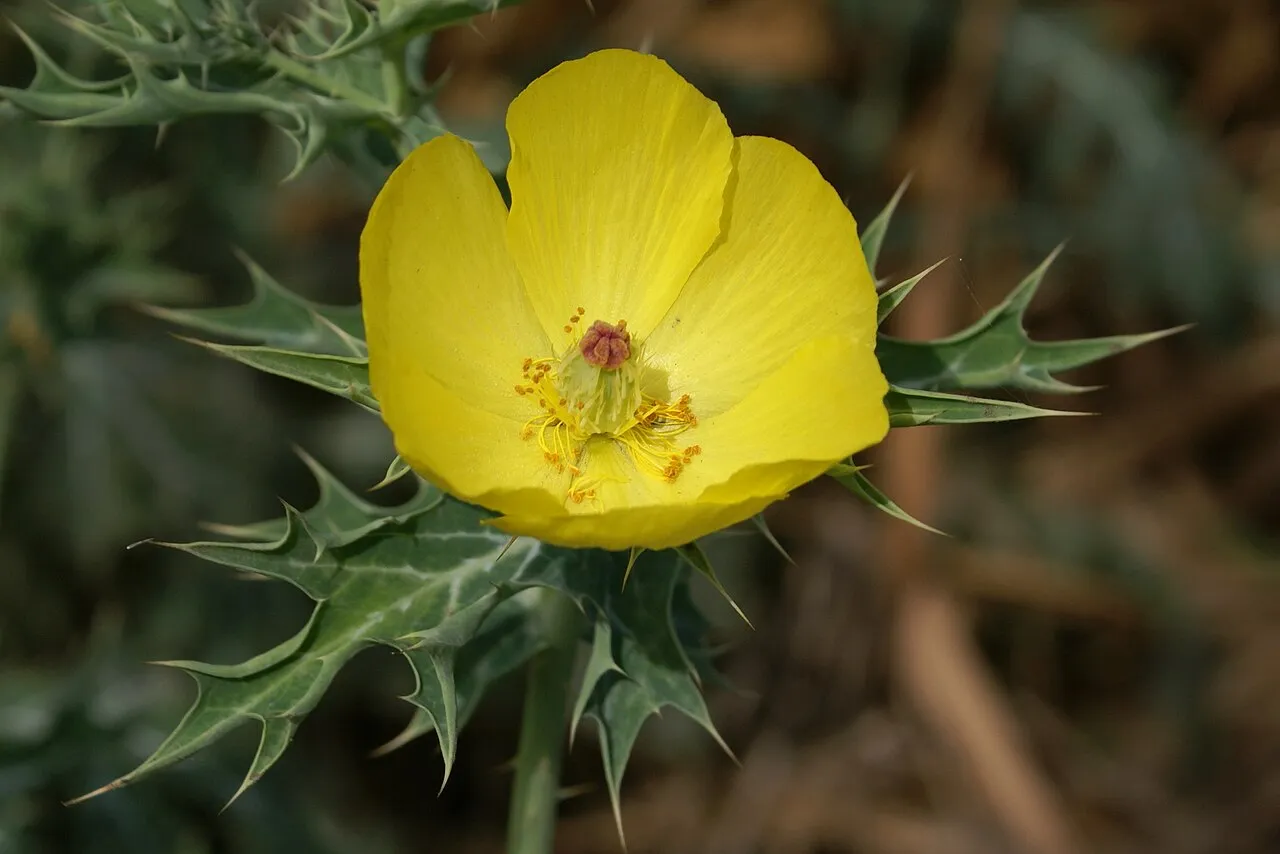 Mexican Pricklypoppy — photo by B.navez
