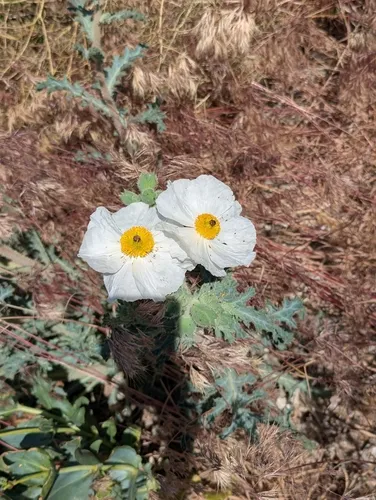 Flatbud Pricklypoppy
