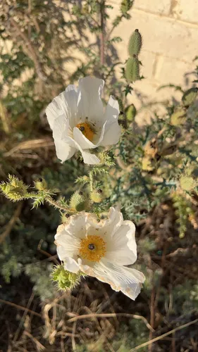 Southwestern Pricklypoppy — photo by korahikes