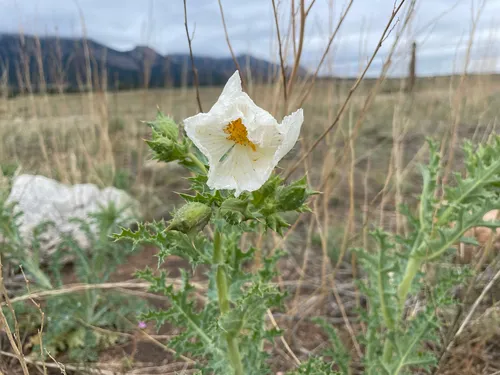 Crested Pricklypoppy