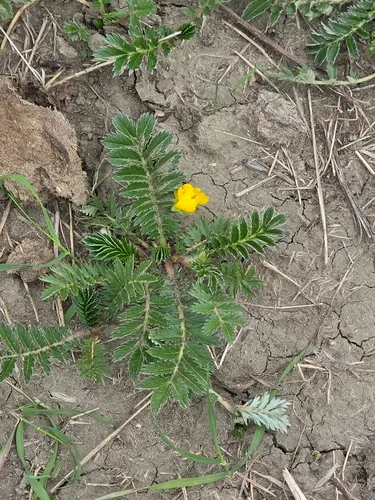 Silverweed Cinquefoil