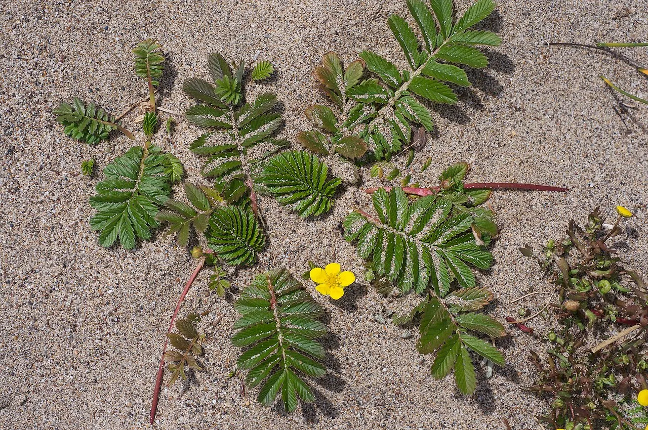 Pacific Silverweed — photo by Eric in SF