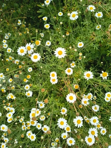 Marguerite — photo by jeanjacquesgodon
